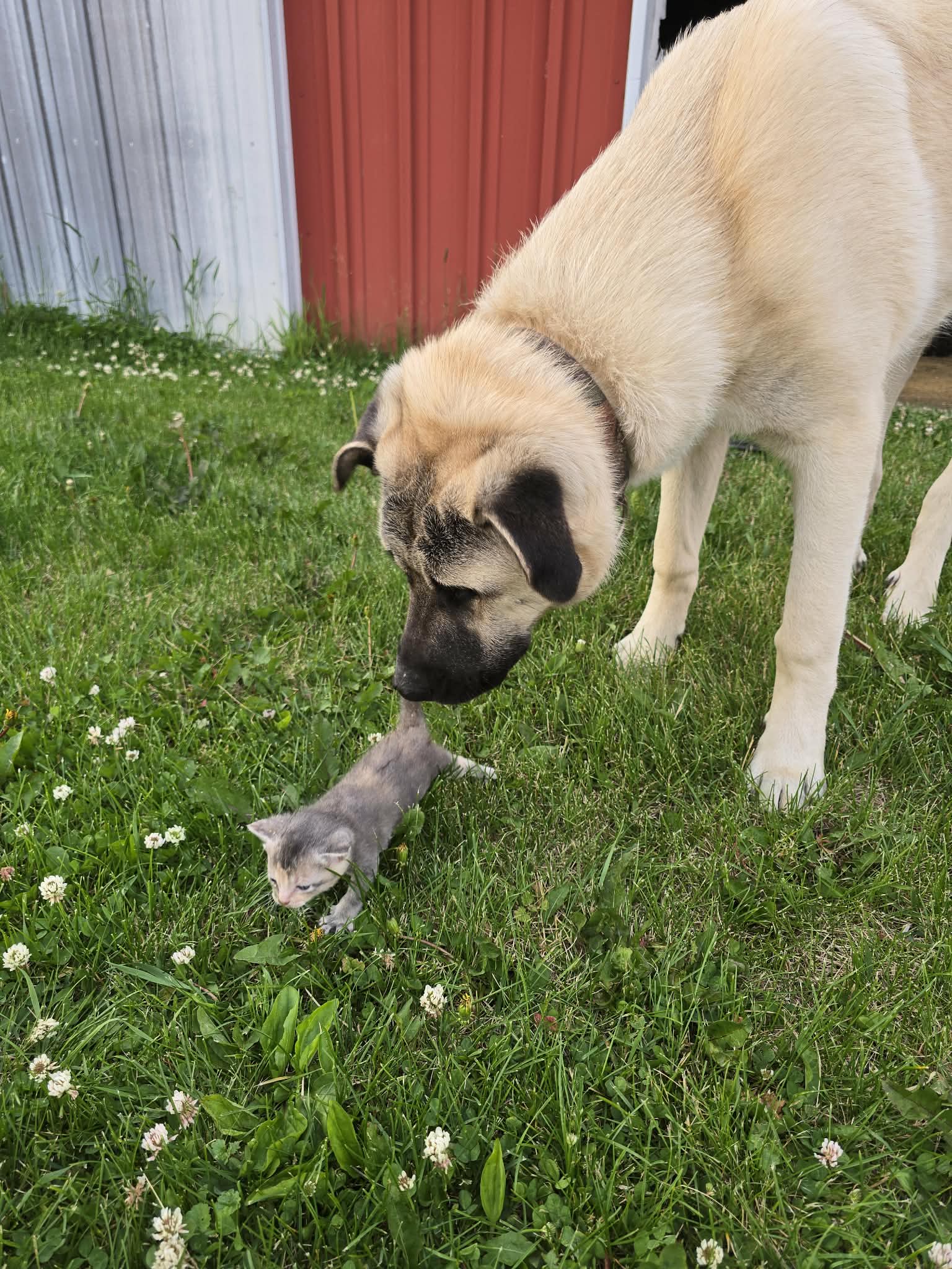 Dog socializing with farm animals